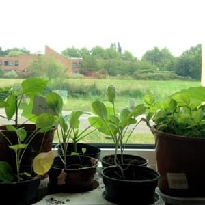 Potager - Yellow Events Potager - Yellow Events