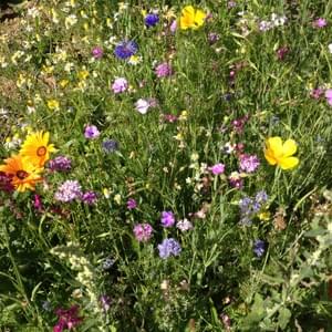 Potager - Yellow Events Potager - Yellow Events