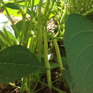 Potager - Yellow Events Potager - Yellow Events