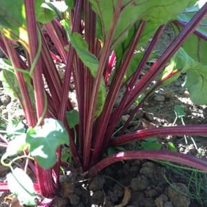 Potager - Yellow Events Potager - Yellow Events