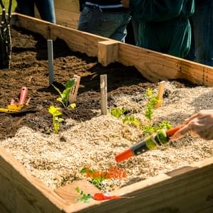 Potager - IBA Potager - IBA