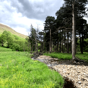 Pine Island, one of our Wild Spaces available to book on CampWild.uk