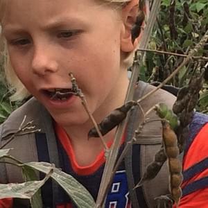 Pono Grown, Kula, Maui, Hawaii Pono Grown, Kula, Maui, Hawaii