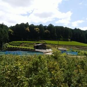 ななほ農園風景 ななほ農園風景