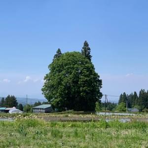 Section image