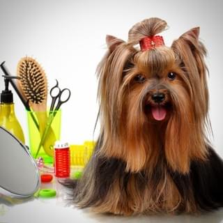 Mobile Dog Grooming Mobile Dog Grooming