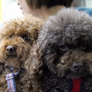 犬隻照料及遛狗服務 犬隻照料及遛狗服務