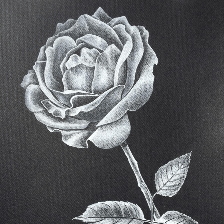 Rose Rose