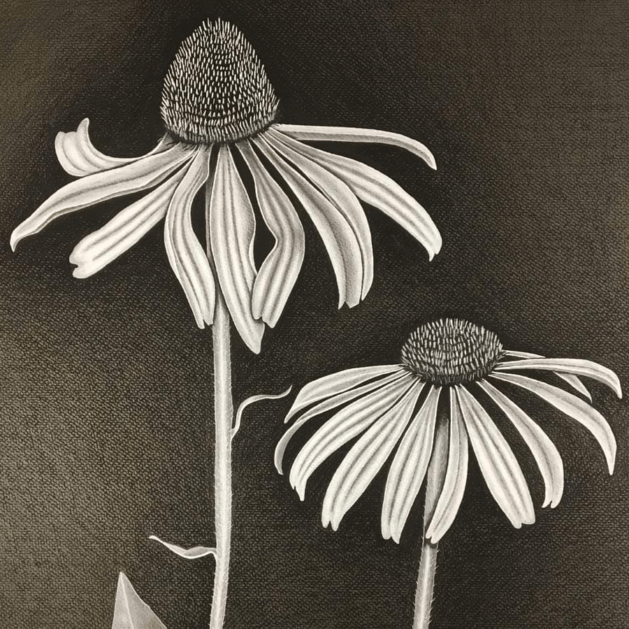 Coneflower Coneflower