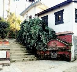 tumbling monstera and a curious amah tumbling monstera and a curious amah