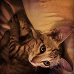 Marlowe, the Kitten Marlowe, the Kitten