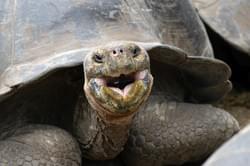 Galápagos Galápagos