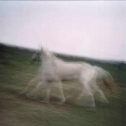 Caballo encantado Caballo encantado