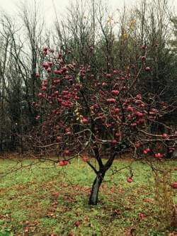 Liberty Apple Liberty Apple
