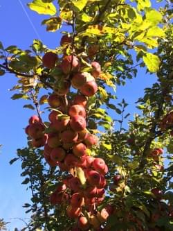 wild apples wild apples