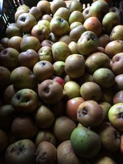 wild russeted apples wild russeted apples