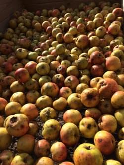 wild apples wild apples