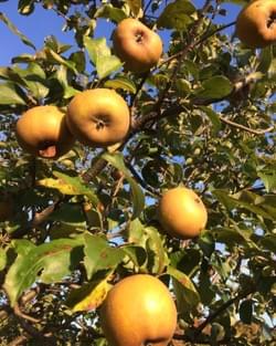 Golden Russet Golden Russet