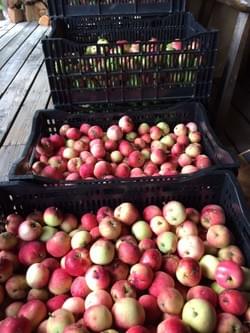 Red Astrachan Red Astrachan