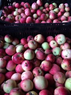 Red Astrachan Red Astrachan