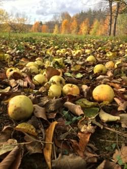 wild apples wild apples