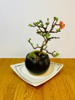 長寿梅 長寿梅