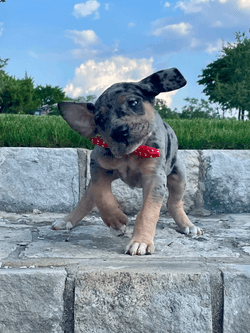 black merle tan point great dane puppy