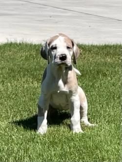 blue fawn harlequin fawnequin