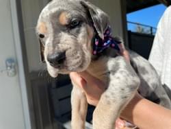 blue merle tan point