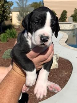 mantle great dane puppy