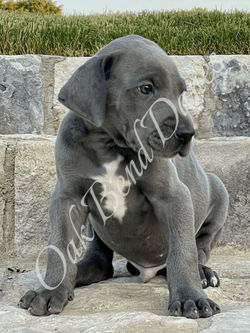 Great Dane Puppy Great Dane Puppy