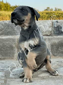 Great Dane Puppy Great Dane Puppy