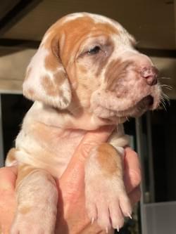 chocolate fawn great dane puppy