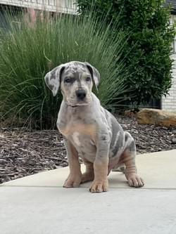blue merle tan point great dane puppy