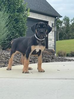 black tan point great dane puppy
