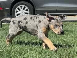 merle tan point great dane puppy