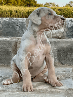 Great Dane Puppy Great Dane Puppy