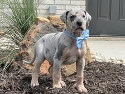 blue merle tan point great dane puppy