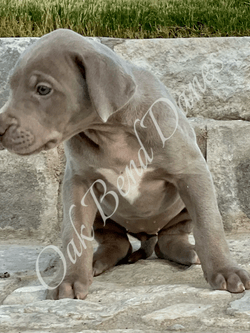 Great Dane Puppy Great Dane Puppy