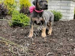 blue tan point great dane puppy