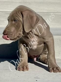 lilac great dane puppy