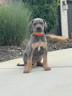 blue tan point great dane puppy