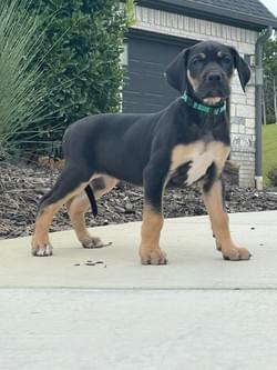 black tan point great dane puppy