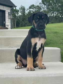 black tan point great dane puppy