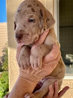 chocolate merle great dane puppy