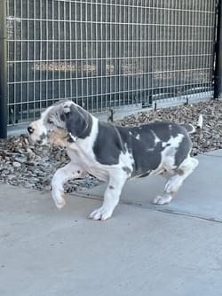 Blue Harlequin tan point