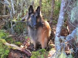 Our Watch Dog, Freyja Our Watch Dog, Freyja