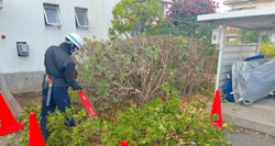 刈り込み 刈り込み