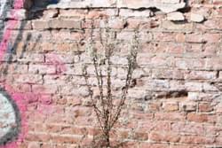 In Plain Sight In Plain Sight