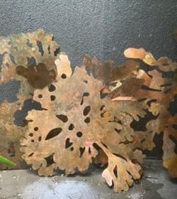 ForEvernia, Trunk and Stump Tufted Thallus Microfungorum.  ForEvernia, Trunk and Stump Tufted Thallus Microfungorum.